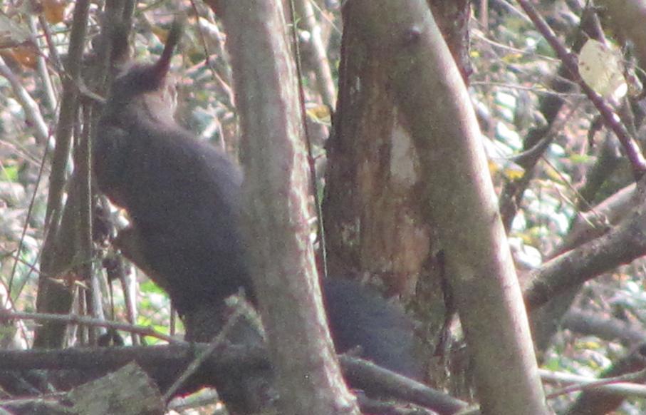 Sciurus vulgaris - Sostegno (BI)